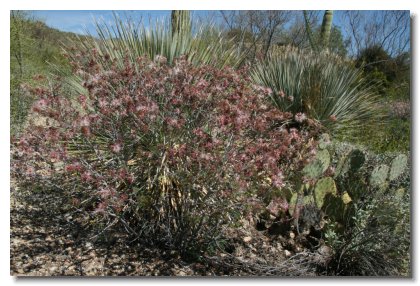 Tucson (3)   Fairy Duster